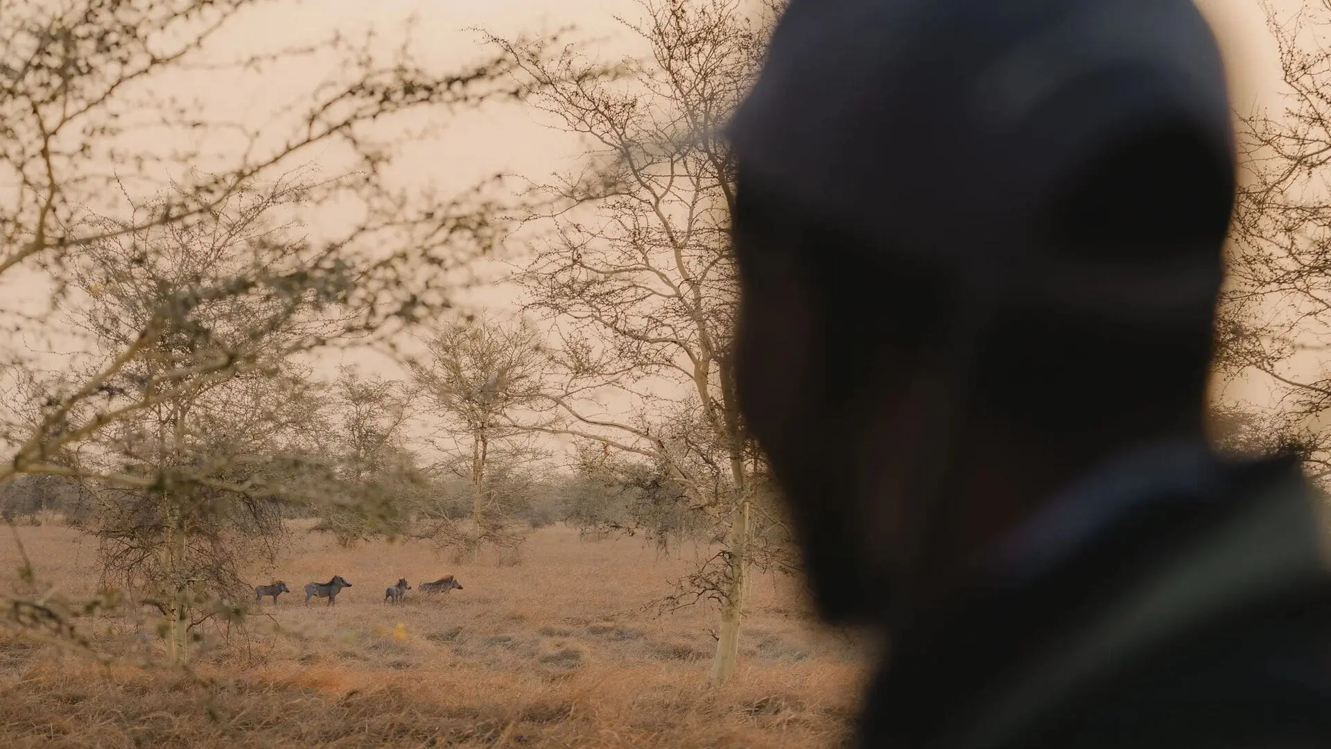 A small group of warthogs walking through dry grassland, viewed past a person in the foreground