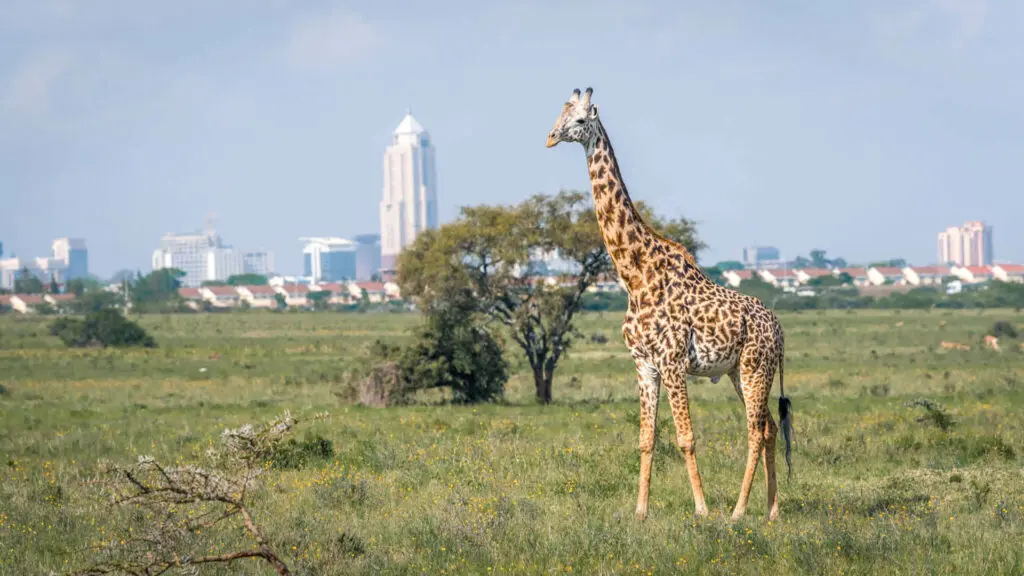 Giraffe standing in the park, city in the background
