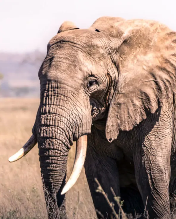 Elephant walking in Serengeti National Park