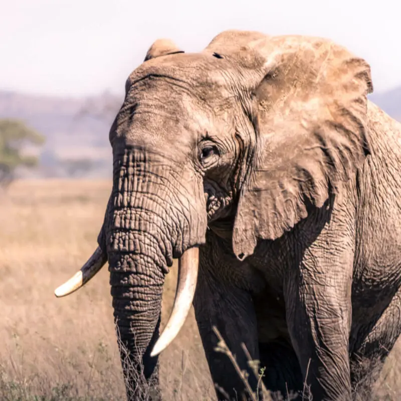 Elephant walking in Serengeti National Park