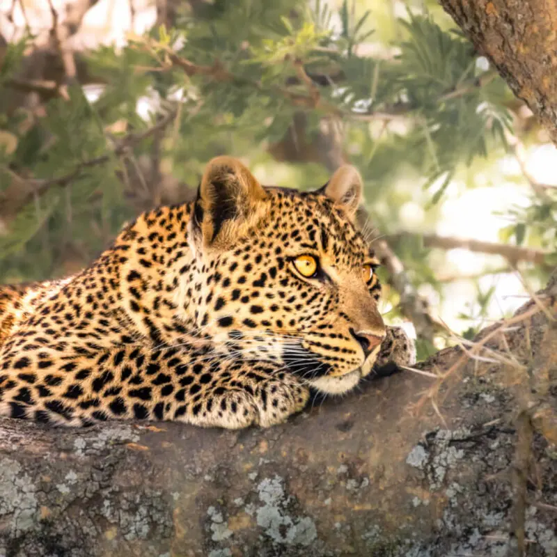Leopard laying in a tree, Serengeti National Park