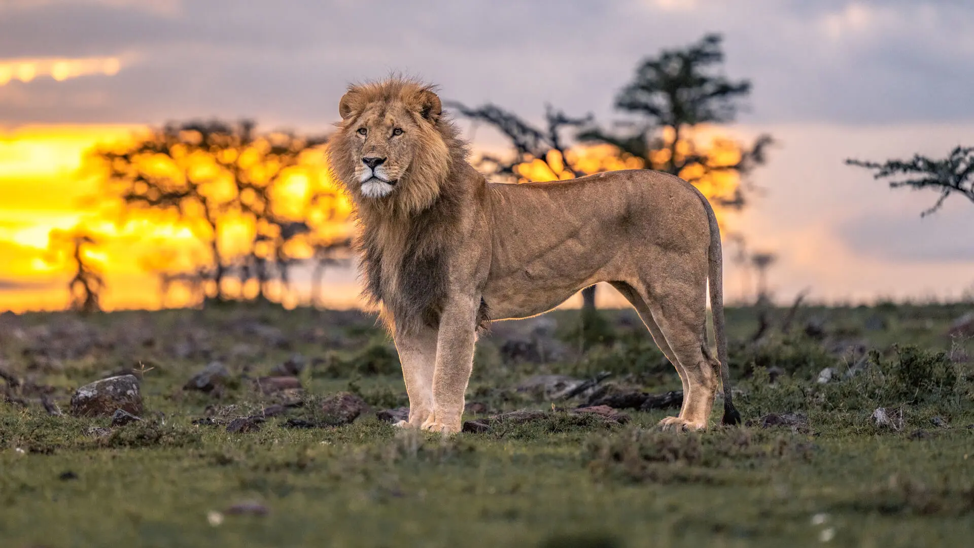 Male lion standing at sunset, mara naboisho conservancy, kenya, encounter mara camp