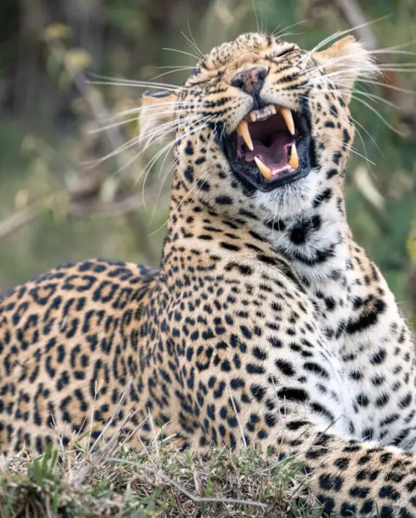 Leopard growling, mara naboisho conservancy, kenya, encounter mara camp