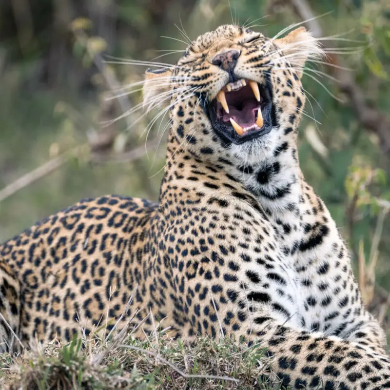 Leopard growling, mara naboisho conservancy, kenya, encounter mara camp