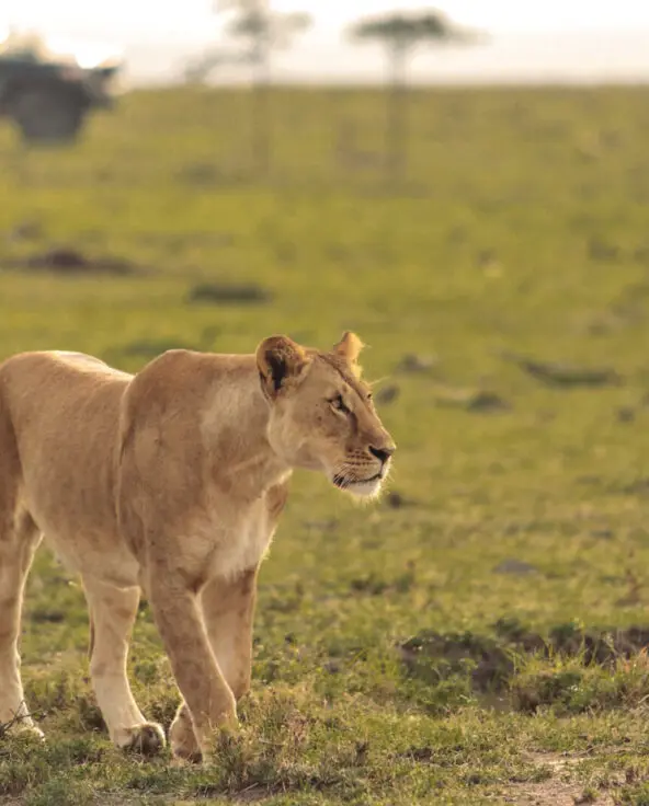 lion walking in mara naboisho conservancy, kenya, encounter mara camp