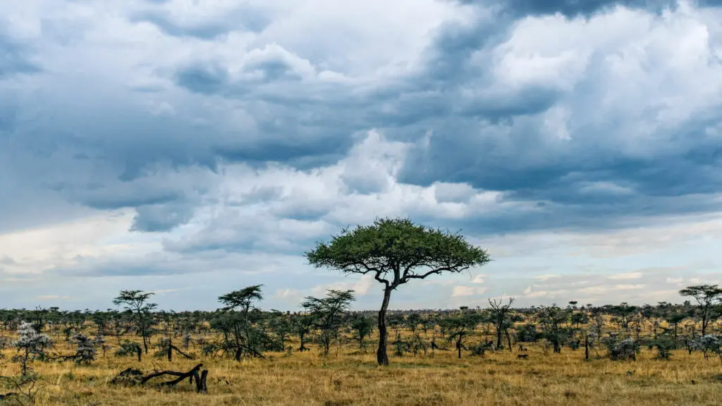 trees and cloudy sky, landscape, mara naboisho conservancy, kenya, encounter mara
