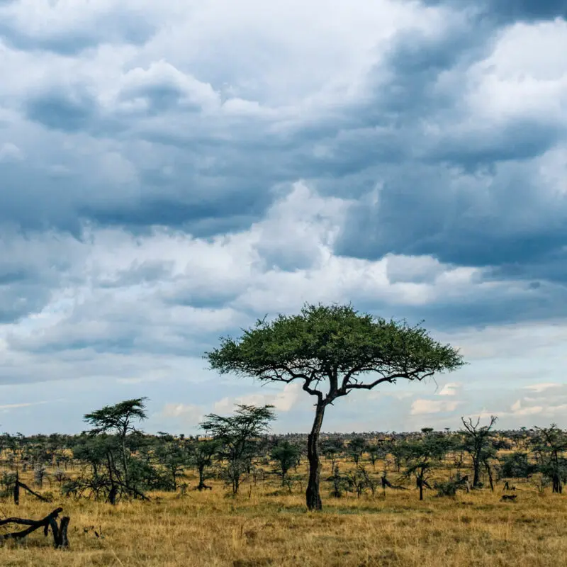 trees and cloudy sky, landscape, mara naboisho conservancy, kenya, encounter mara