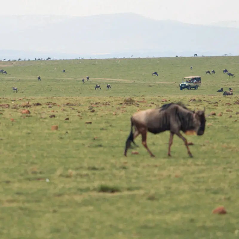 Wildebeest walking in mara naboisho conservancy, kenya, Encounter Mara Camp