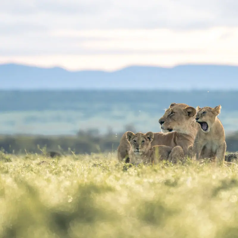 Family of lion on the grass, mara naboisho conservancy, kenya, encounter mara