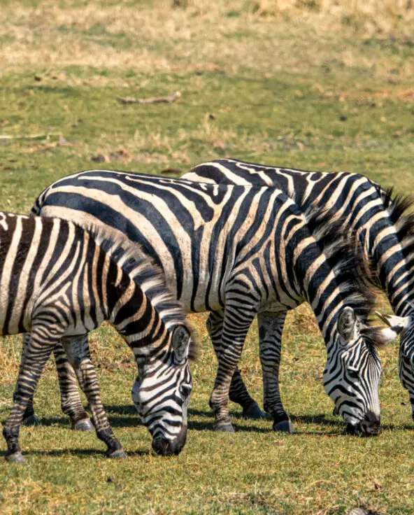 Three zebra grazing, the highlands camp, Ngorongoro Conservation Area, Tanzania