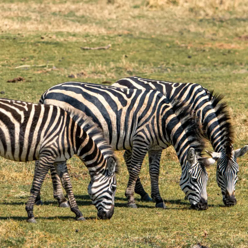 Three zebra grazing, the highlands camp, Ngorongoro Conservation Area, Tanzania