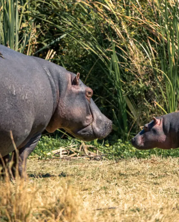 Hippo mother and calf at the river, the highlands camp, Ngorongoro Conservation Area, Tanzania