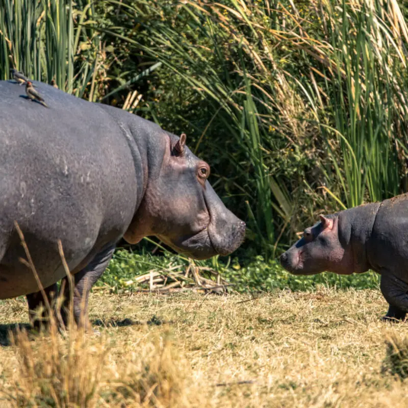 Hippo mother and calf at the river, the highlands camp, Ngorongoro Conservation Area, Tanzania
