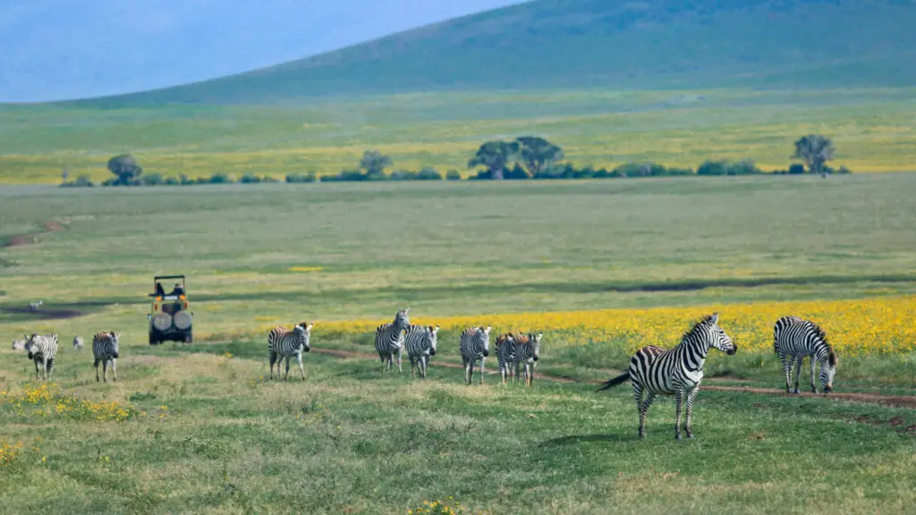Game drive in the Ngorongoro crater with zebra, the highlands camp, Ngorongoro Conservation Area, Tanzania