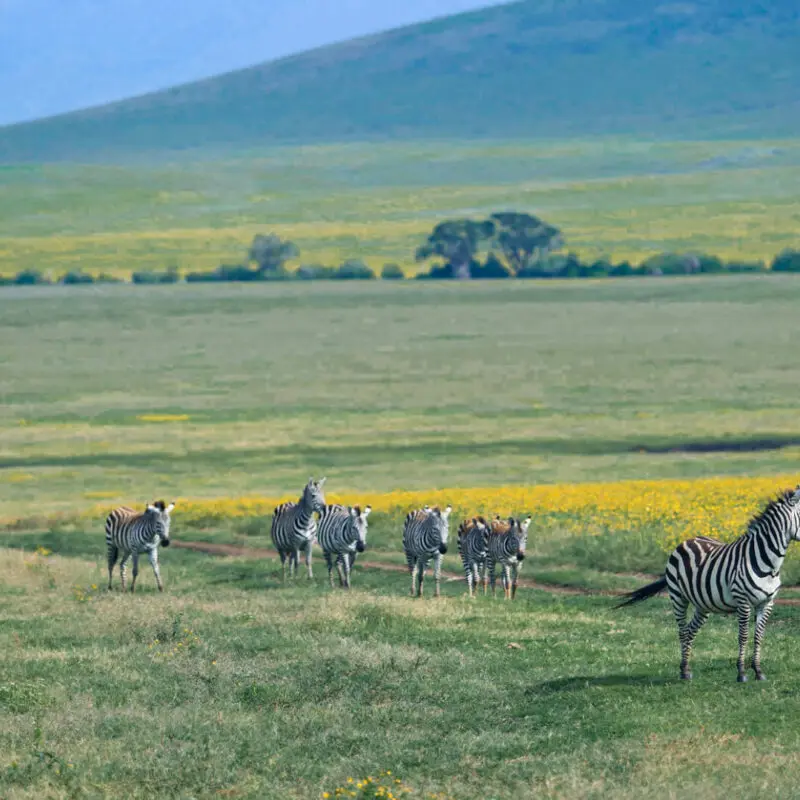 Game drive in the Ngorongoro crater with zebra, the highlands camp, Ngorongoro Conservation Area, Tanzania
