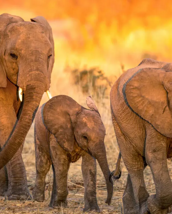 Jabali Private House, Ruaha National Park, elephant family walking with cub at sunset