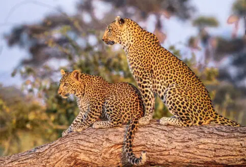 Jabali Private House, Ruaha National Park, Wildlife, leopards on a branch, cub