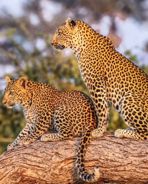 Jabali Private House, Ruaha National Park, Wildlife, leopards on a branch, cub