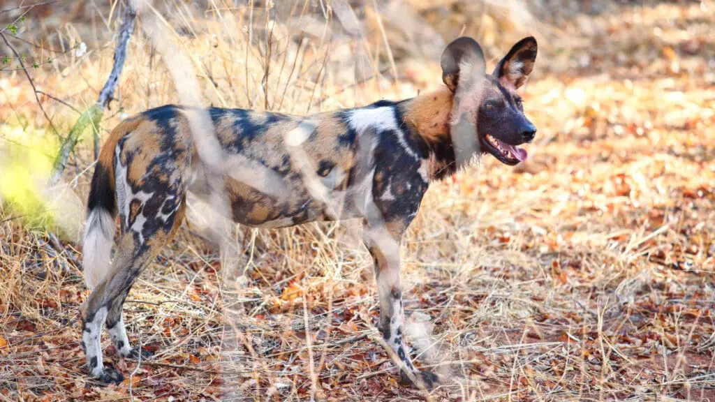 Jabali Private House, Ruaha National Park, wildlife, wild dog