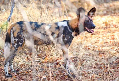 Jabali Private House, Ruaha National Park, wildlife, wild dog
