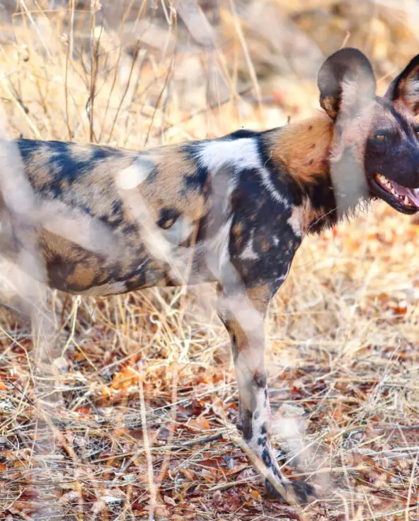 Jabali Private House, Ruaha National Park, wildlife, wild dog