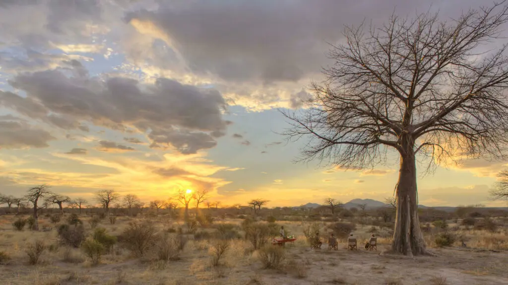 Jabali Private House, Ruaha National Park, Guests watching the sunset, drinks being served under a bare tree, clouds in theh sky