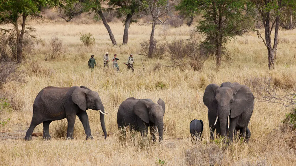 Jabali Private House, Ruaha National Park, Activity, guest on walking safari walking passed some elephants through long reeds with trees in the background