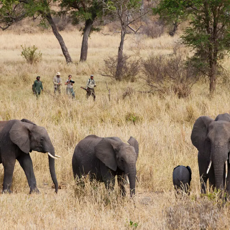 Jabali Private House, Ruaha National Park, Activity, guest on walking safari walking passed some elephants through long reeds with trees in the background