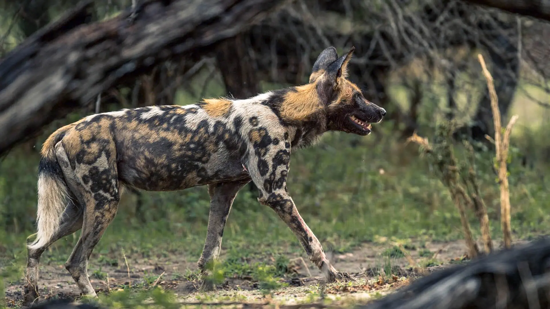 Jabali Ridge, Ruaha National Park, wildlife, wild dog walking in the park
