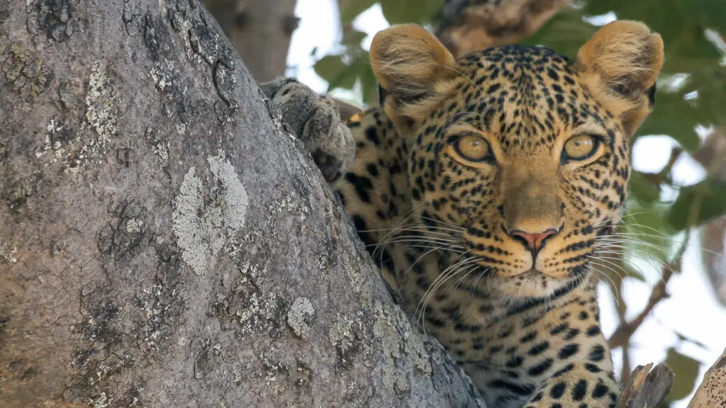 Jabali Ridge, Ruaha National Park, wildlife, leopard peaking over tree branch