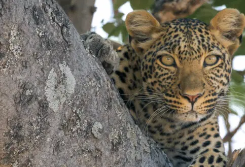 Jabali Ridge, Ruaha National Park, wildlife, leopard peaking over tree branch