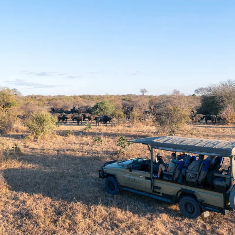 Jabali Ridge, Ruaha National Park, guests on game drive near a herd of buffalo in the park, dry landscape