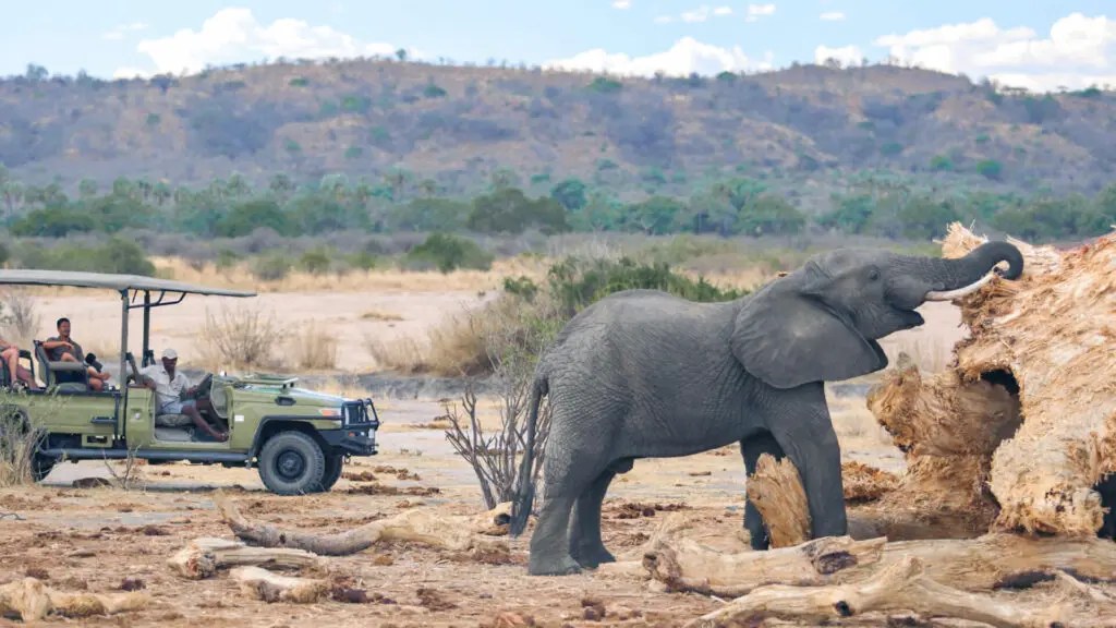 Jabali Ridge, Ruaha National Park, wildlife, guests watching an elephant on game drive in the park