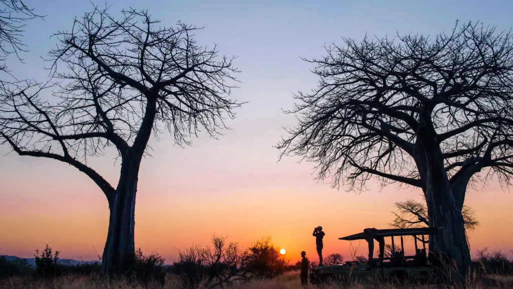 Kokoko Camp, Ruaha National Park, Wildlife,Guest standing on the vehicle with binoculars at sunset, bare trees and bushes