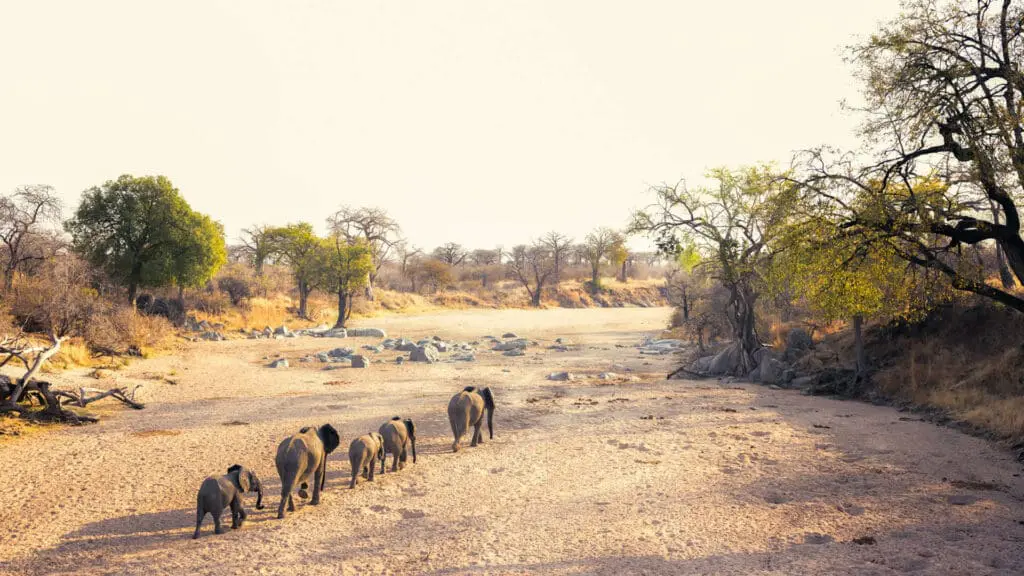 Kokoko Camp, Ruaha National Park, Wildlife, herd of elephants walking on the sane towards rocks and trees surrounding