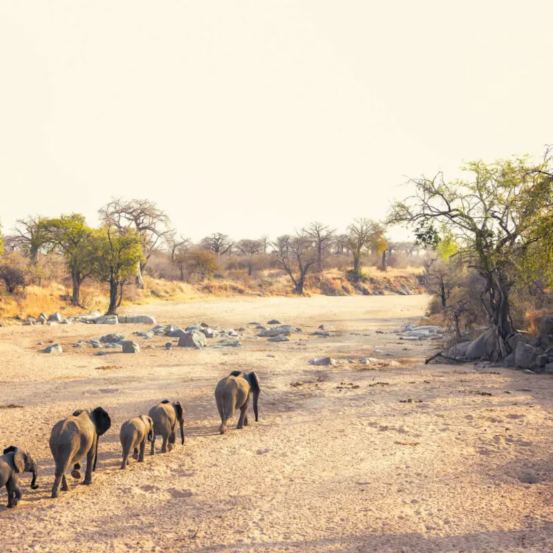 Kokoko Camp, Ruaha National Park, Wildlife, herd of elephants walking on the sane towards rocks and trees surrounding