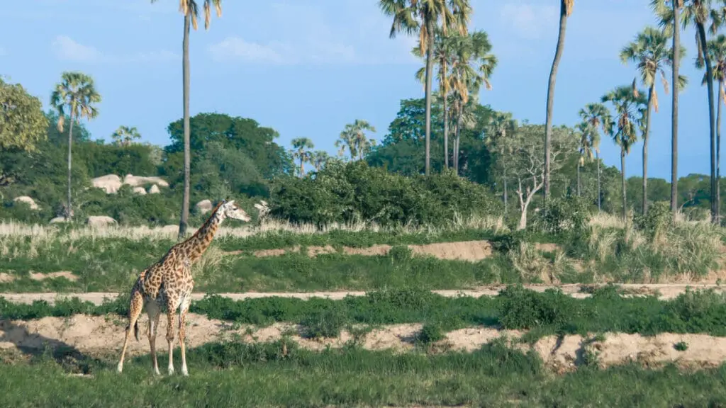 Kokoko Camp, Ruaha National Park, Wildlife, giraffe walking through the park, green grass and palm trees