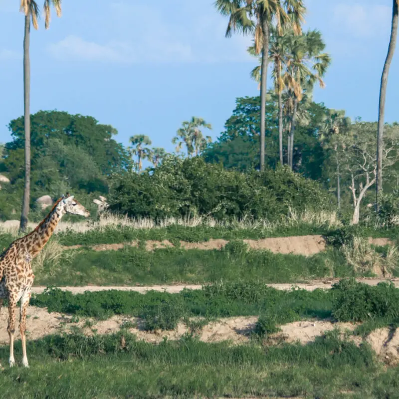 Kokoko Camp, Ruaha National Park, Wildlife, giraffe walking through the park, green grass and palm trees