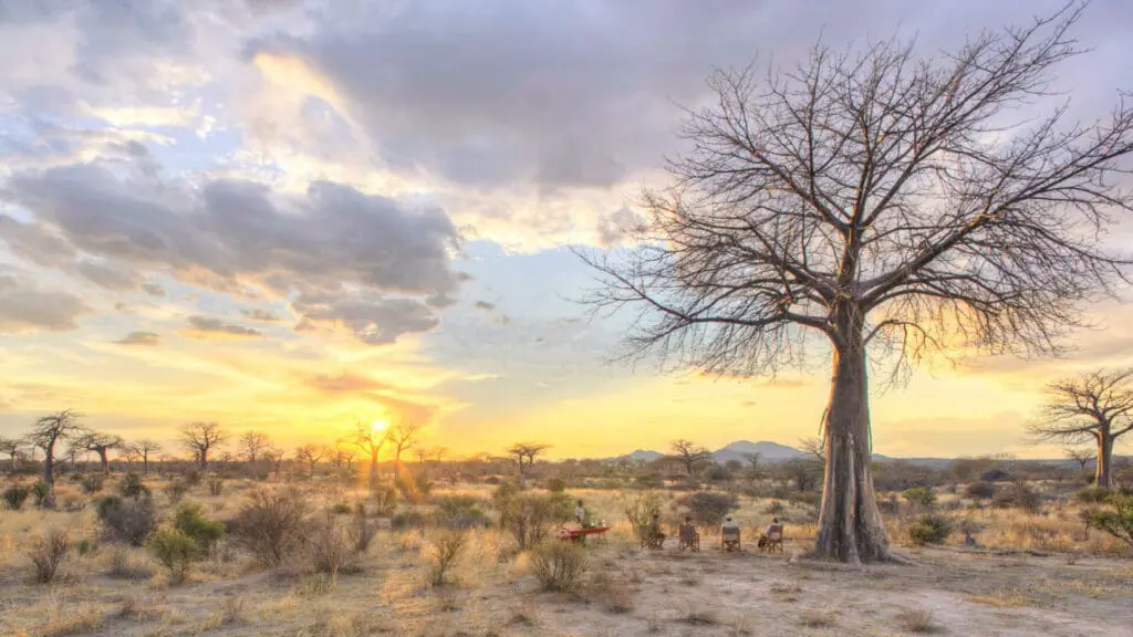 Kokoko Camp, Ruaha National Park, Guests having sundowners while the sun sets, beautiful landscape of the park, bare trees and bushes in the background