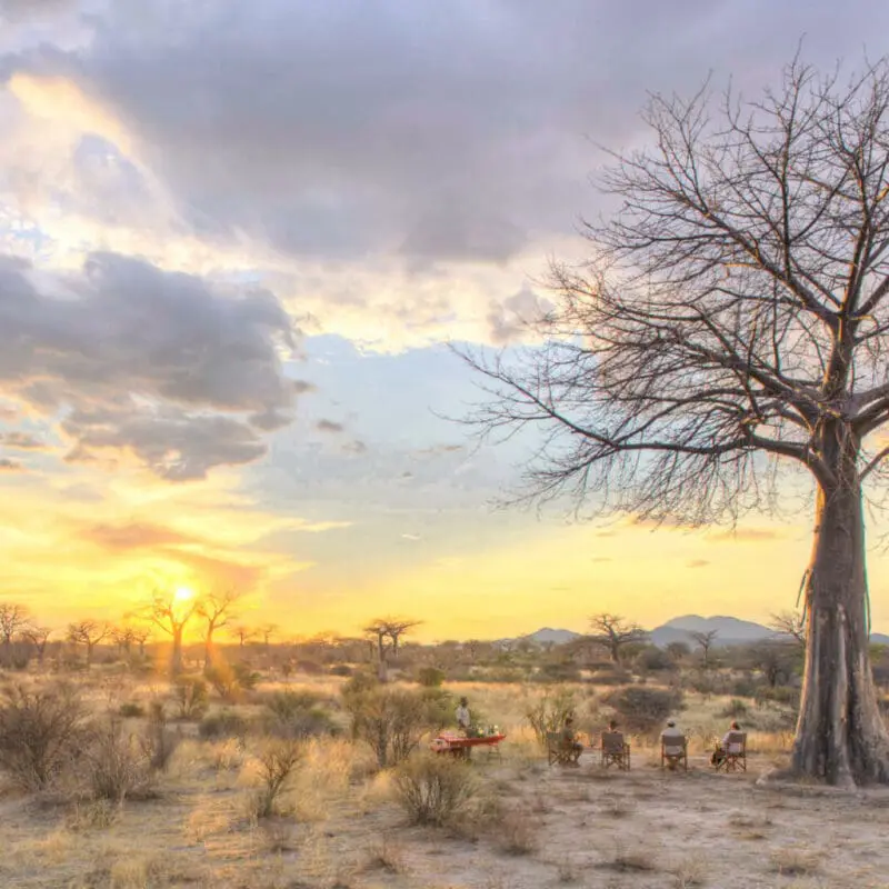Kokoko Camp, Ruaha National Park, Guests having sundowners while the sun sets, beautiful landscape of the park, bare trees and bushes in the background