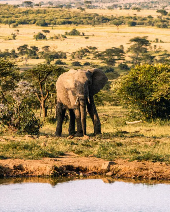 elephant at the river, Naboisho Camp, mara naboisho conservancy, keny