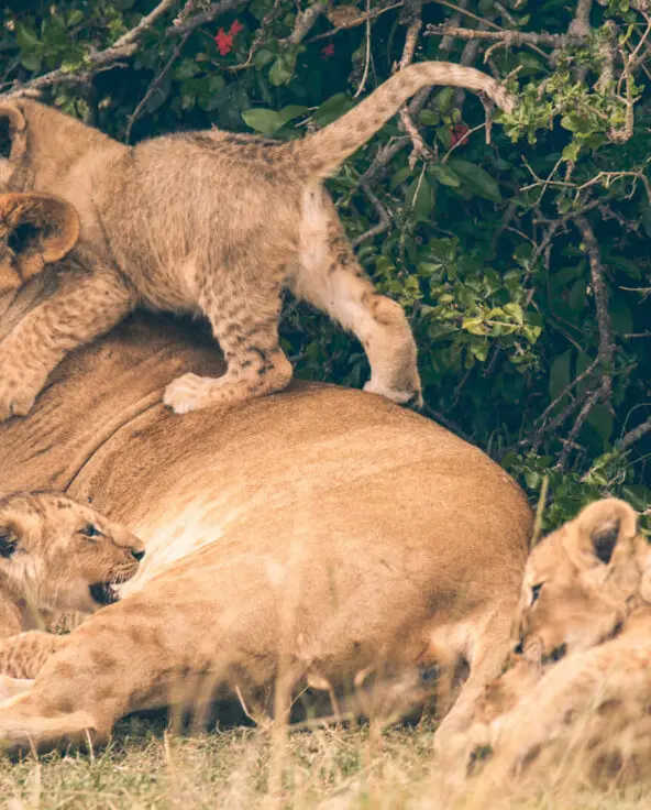 Lioness and cubs laying in the grass, naboisho camp, mara naboisho conservancy, kenya