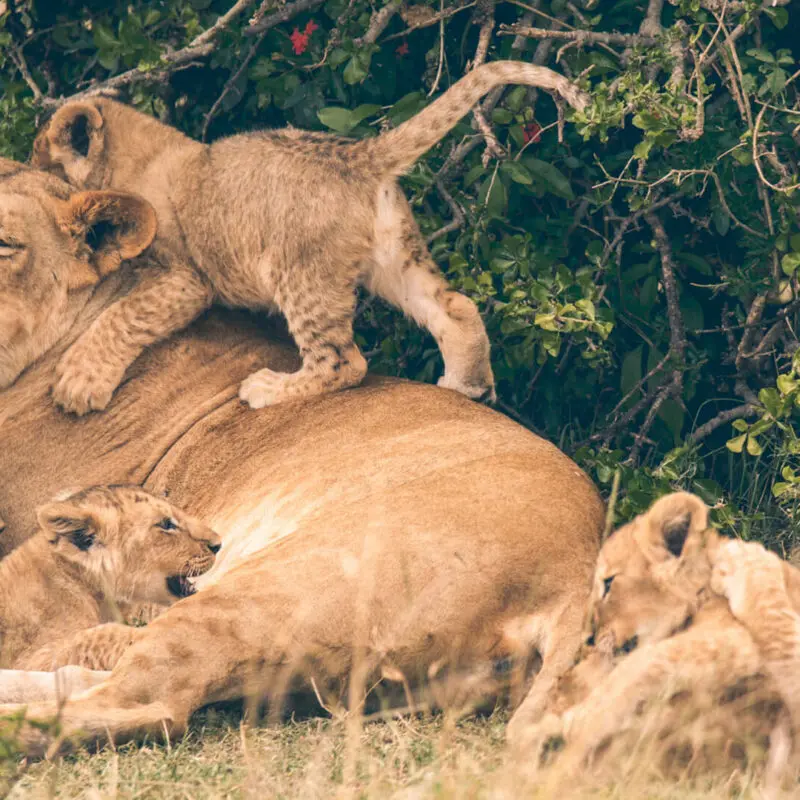 Lioness and cubs laying in the grass, naboisho camp, mara naboisho conservancy, kenya