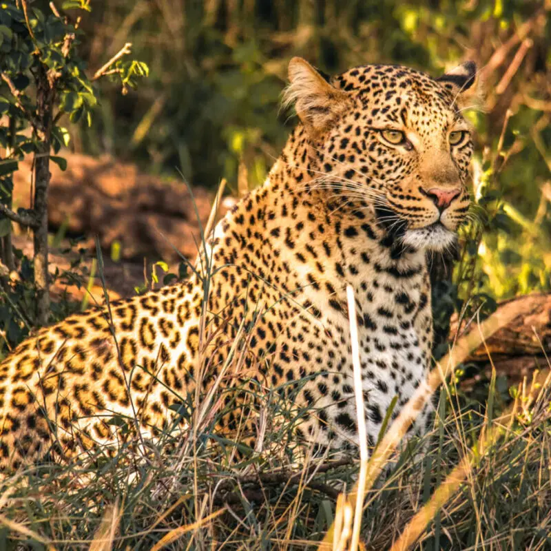 Leopard in the grass, naboisho camp, mara naboisho conservancy, kenya