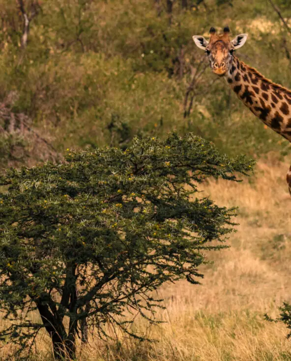 Giraffe standing next to acacia tree, naboisho camp, mara naboisho conservancy, kenya