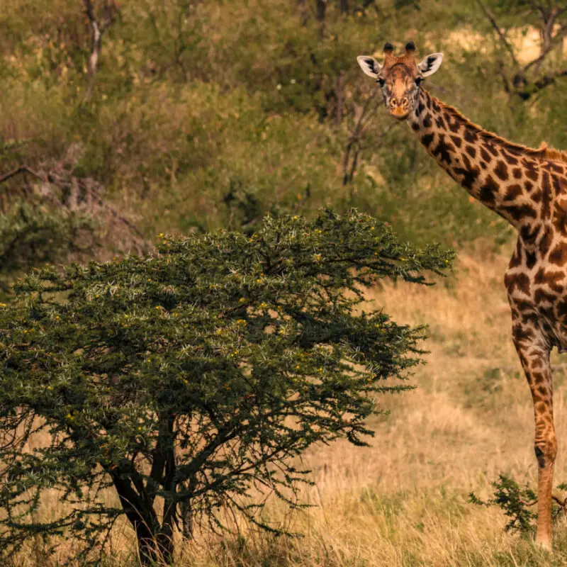 Giraffe standing next to acacia tree, naboisho camp, mara naboisho conservancy, kenya