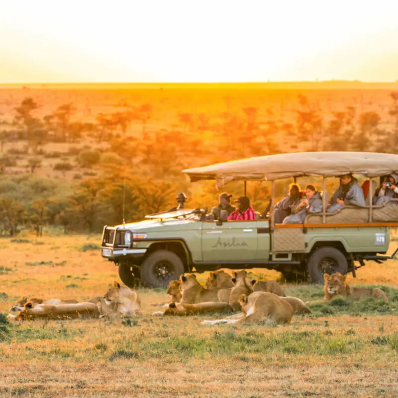 Game drive at sunrise watching pride of lion, Naboisho Camp, mara naboisho conservancy, kenya