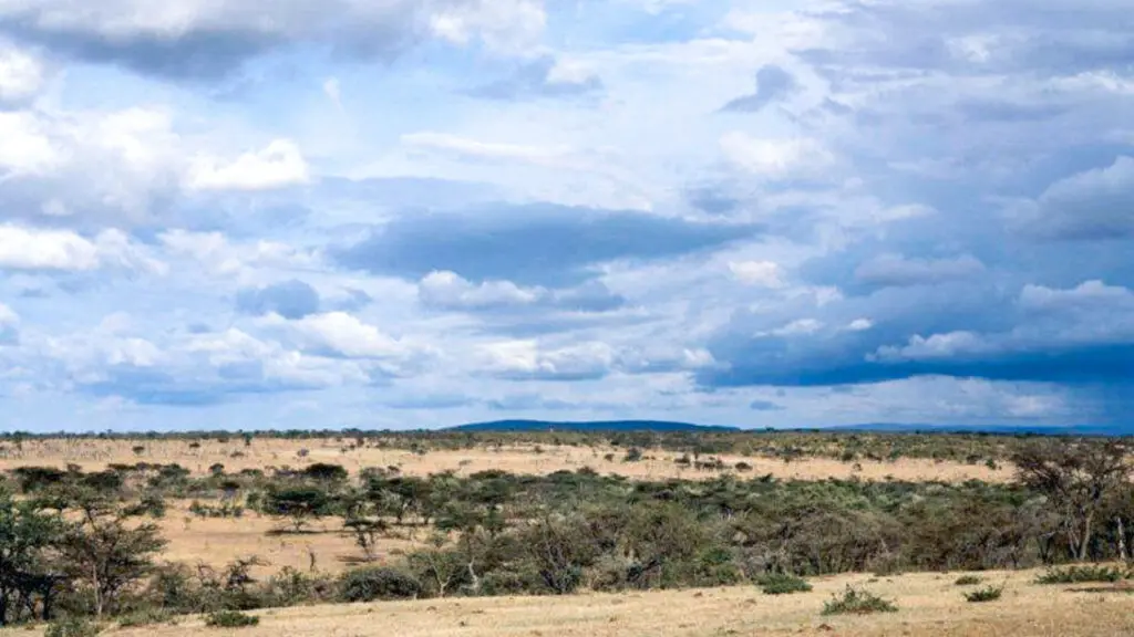 green trees, brown grass, cloudy sky landscape in mara naboisho conservancy, kenya, naboisho camp