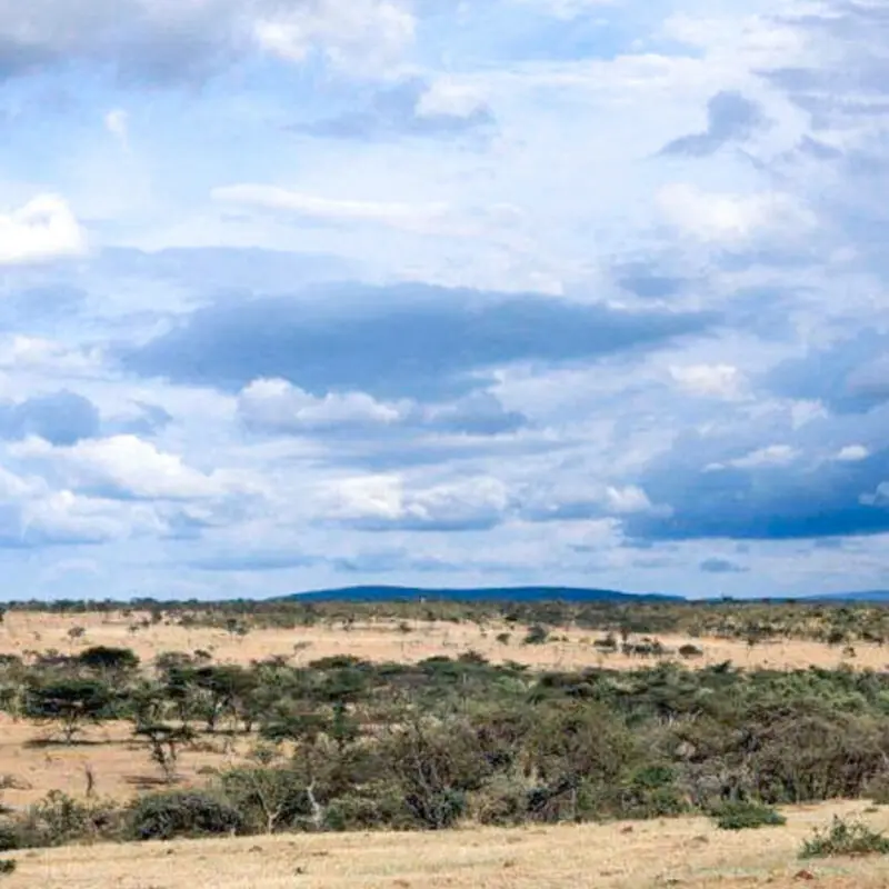 green trees, brown grass, cloudy sky landscape in mara naboisho conservancy, kenya, naboisho camp