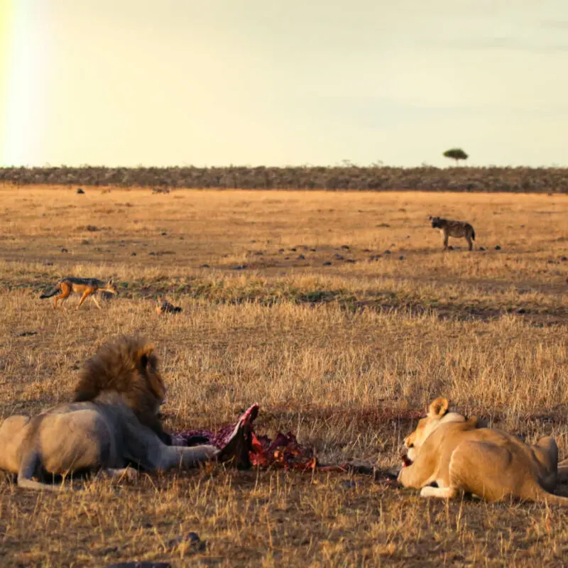 Lion eating their prey, hyena and jackal in the background, naboisho camp, mara naboisho conservancy, kenya